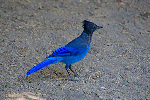 Cyanocitta stelleri - Bryce Canyon (Utah)